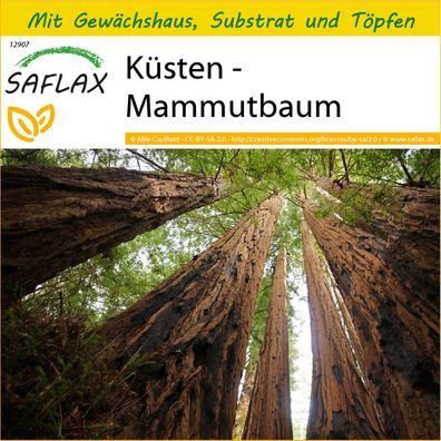 SAFLAX Anzucht Set - Küsten - Mammutbaum - Sequoia - 50 Samen