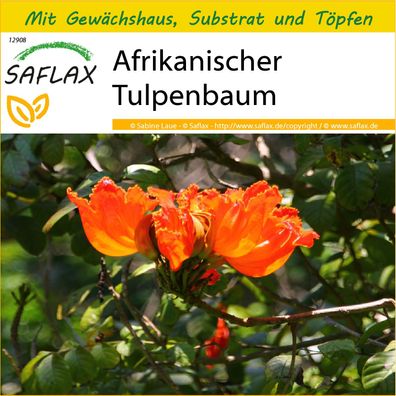 SAFLAX Anzucht Set - Afrikanischer Tulpenbaum - Spathodea - 30 Samen
