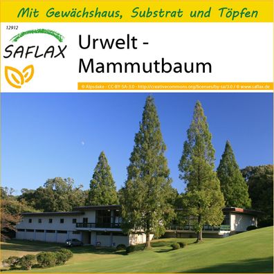 SAFLAX Anzucht Set - Urwelt - Mammutbaum - Metasequoia - 60 Samen