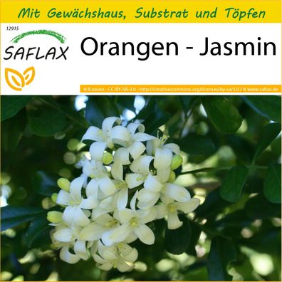 SAFLAX Anzucht Set - Orangen - Jasmin - Murraya - 12 Samen