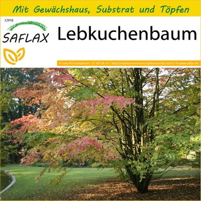 SAFLAX Anzucht Set - Lebkuchenbaum - Cercidiphyllum - 200 Samen