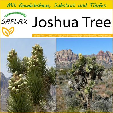 SAFLAX Anzucht Set - Joshua Tree - Yucca - 10 Samen