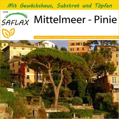 SAFLAX Anzucht Set - Mittelmeer - Pinie - Pinus - 6 Samen