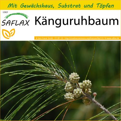 SAFLAX Anzucht Set - Känguruhbaum - Casuarina - 200 Samen