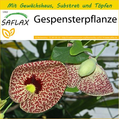 SAFLAX Anzucht Set - Gespensterpflanze - Aristolochia - 80 Samen