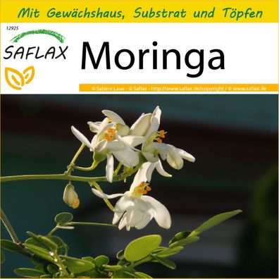 SAFLAX Anzucht Set - Moringa - Moringa - 10 Samen
