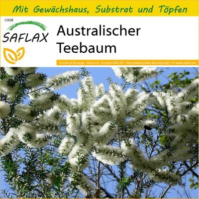 SAFLAX Anzucht Set - Australischer Teebaum - Melaleuca - 400 Samen
