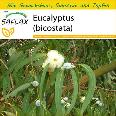 SAFLAX Anzucht Set - Eucalyptus (bicostata) - Eucalyptus - 100 Samen
