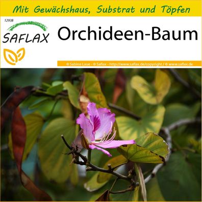 SAFLAX Anzucht Set - Orchideen-Baum - Bauhinia - 8 Samen
