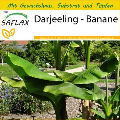 SAFLAX Anzucht Set - Darjeeling - Banane - Musa - 5 Samen