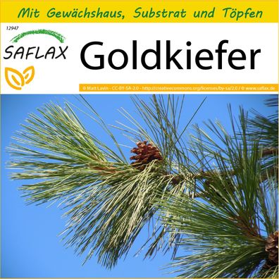 SAFLAX Anzucht Set - Goldkiefer - Pinus - 20 Samen