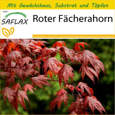 SAFLAX Anzucht Set - Roter Fächerahorn - Acer - 20 Samen