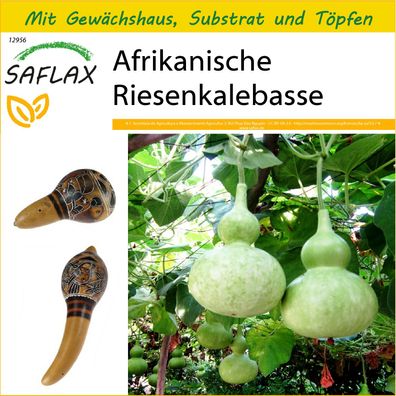 SAFLAX Anzucht Set - Afrikanische Riesenkalebasse - Lagenaria - 15 Samen