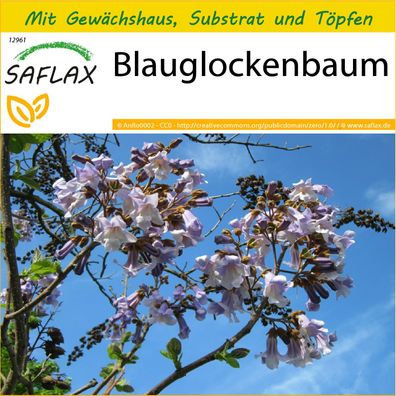SAFLAX Anzucht Set - Blauglockenbaum - Paulownia - 200 Samen