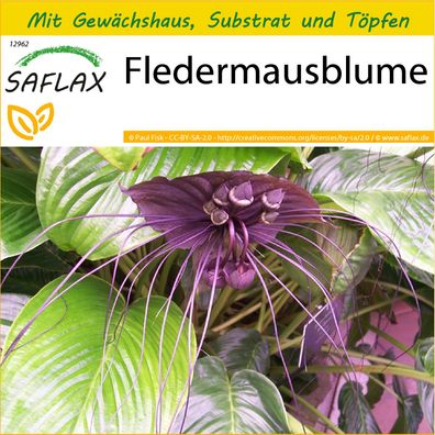 SAFLAX Anzucht Set - Fledermausblume - Tacca - 10 Samen