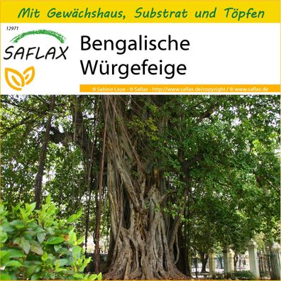 SAFLAX Anzucht Set - Bengalische Würgefeige - Ficus - 20 Samen
