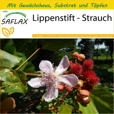SAFLAX Anzucht Set - Lippenstift - Strauch - Bixa - 20 Samen