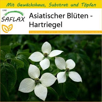SAFLAX Anzucht Set - Asiatischer Blüten - Hartriegel - Cornus - 30 Samen