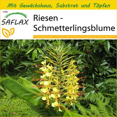 SAFLAX Anzucht Set - Riesen - Schmetterlingsblume - Hedychum - 10 Samen