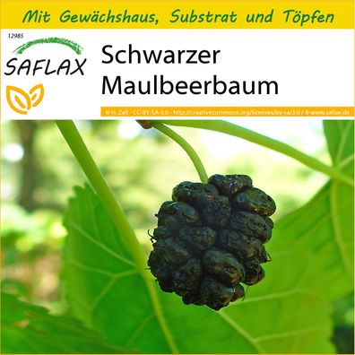 SAFLAX Anzucht Set - Schwarzer Maulbeerbaum - Morus - 200 Samen