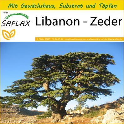 SAFLAX Anzucht Set - Libanon - Zeder - Cedrus - 20 Samen