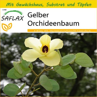 SAFLAX Anzucht Set - Gelber Orchideenbaum - Bauhinia - 30 Samen