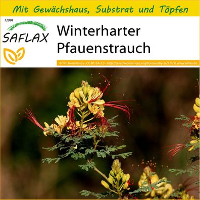 SAFLAX Anzucht Set - Winterharter Pfauenstrauch - Caesalpinia - 10 Samen