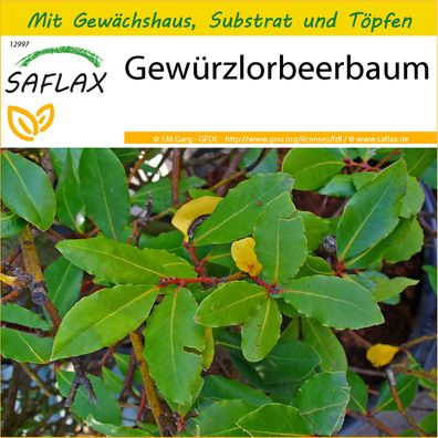 SAFLAX Anzucht Set - Gewürzlorbeerbaum - Laurus - 6 Samen