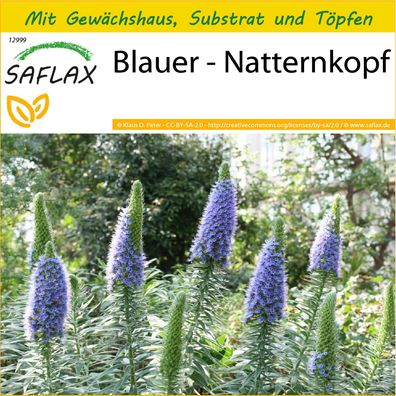 SAFLAX Anzucht Set - Blauer - Natternkopf - Echium - 100 Samen