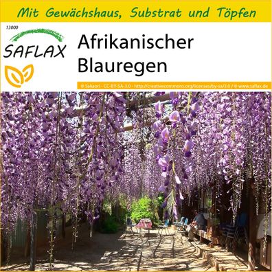SAFLAX Anzucht Set - Afrikanischer Blauregen - Bolusanthus - 15 Samen