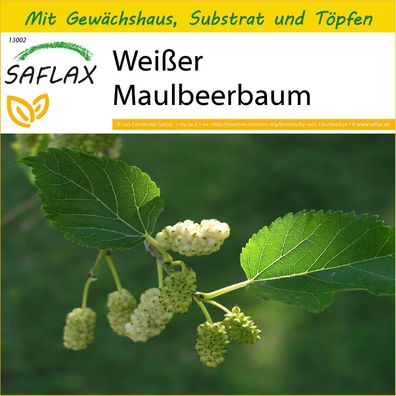 SAFLAX Anzucht Set - Weißer Maulbeerbaum - Morus - 200 Samen