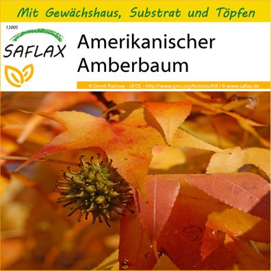 SAFLAX Anzucht Set - Amerikanischer Amberbaum - Liquidamber - 100 Samen
