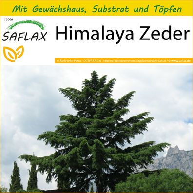 SAFLAX Anzucht Set - Himalaya Zeder - Cedrus - 35 Samen