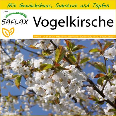 SAFLAX Anzucht Set - Vogelkirsche - Prunus - 10 Samen