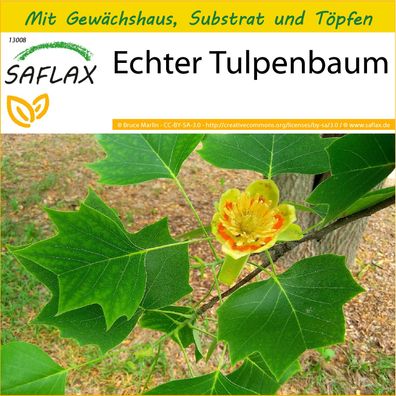 SAFLAX Anzucht Set - Echter Tulpenbaum - Liriodendron - 20 Samen