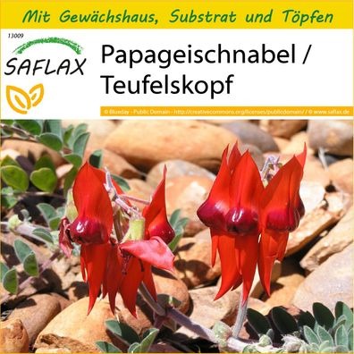 SAFLAX Anzucht Set - Papageischnabel / Teufelskopf - Clianthus - 20 Samen
