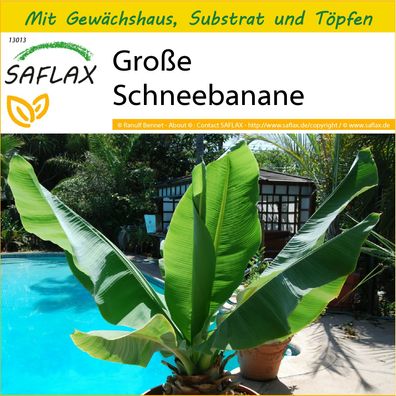 SAFLAX Anzucht Set - Große Schneebanane - Ensete - 10 Samen