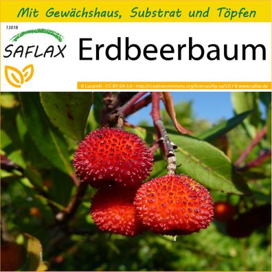 SAFLAX Anzucht Set - Erdbeerbaum - Arbutus - 50 Samen