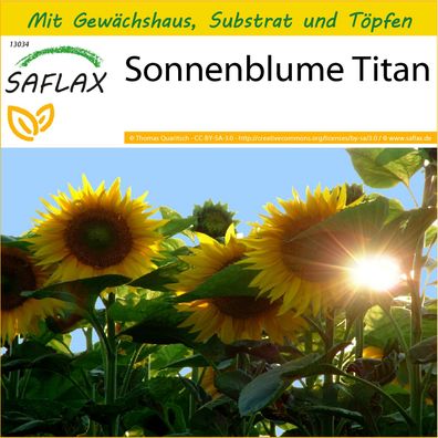 SAFLAX Anzucht Set - Sonnenblume Titan - Helianthus - 20 Samen