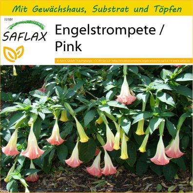 SAFLAX Anzucht Set - Engelstrompete / Pink - Brugmansia - 10 Samen