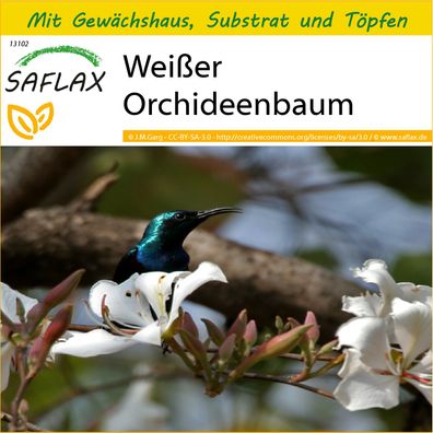 SAFLAX Anzucht Set - Weißer Orchideenbaum - Bauhinia - 5 Samen