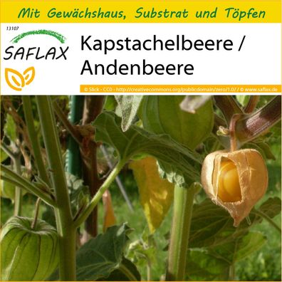 SAFLAX Anzucht Set - Kapstachelbeere / Andenbeere - Physalis - 100 Samen