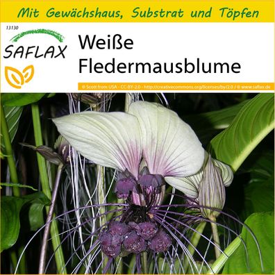 SAFLAX Anzucht Set - Weiße Fledermausblume - Tacca - 10 Samen