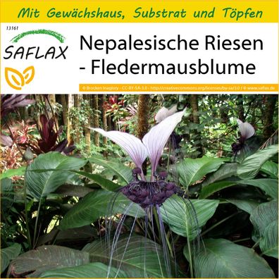 SAFLAX Anzucht Set - Nepalesische Riesen - Fledermausblume - Tacca - 10 Samen