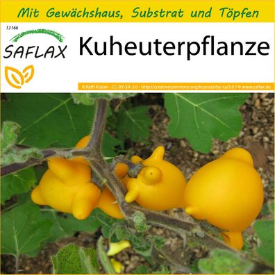 SAFLAX Anzucht Set - Kuheuterpflanze - Solanum - 10 Samen