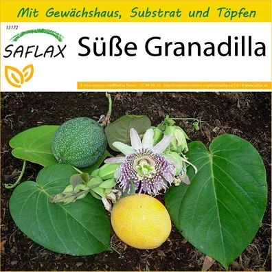 SAFLAX Anzucht Set - Süße Granadilla - Passiflora - 20 Samen