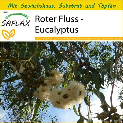 SAFLAX Anzucht Set - Roter Fluss - Eucalyptus - Eucalyptus - 200 Samen
