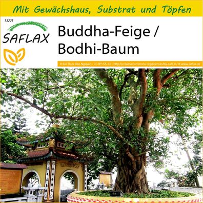 SAFLAX Anzucht Set - Buddha-Feige / Bodhi-Baum - Ficus - 100 Samen