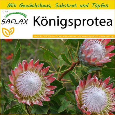 SAFLAX Anzucht Set - Königsprotea - Protea - 5 Samen
