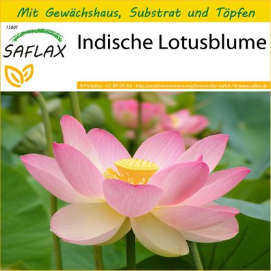 SAFLAX Anzucht Set - Indische Lotusblume - Nelumbo - 8 Samen